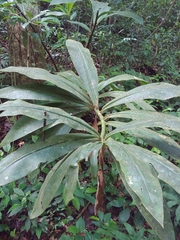Costus guanaiensis, photograph (c) Kurt Miller, some rights reserved (CC BY-SA)