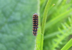 Melitaea phoebe