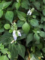 Rungia chinensis