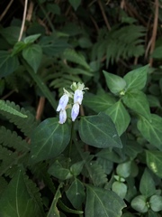 Rungia chinensis
