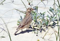 Geositta cunicularia