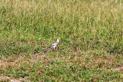 Motacilla alba