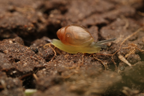 Ferussacia folliculum