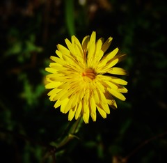 Reichardia picroides