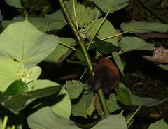 Pteropus dasymallus formosus