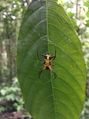Micrathena kirbyi