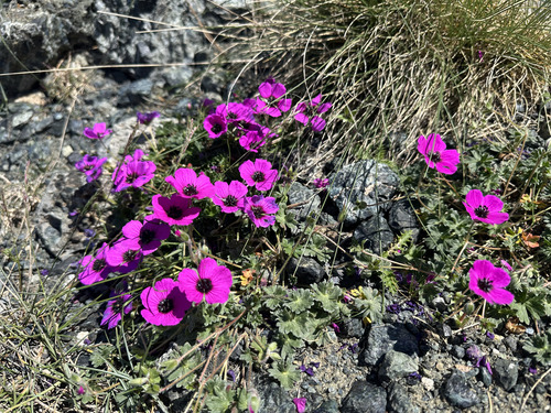 Grey Crane's-bill (Geranium subcaulescens)