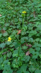 Ranunculus silerifolius