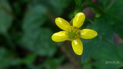 Ranunculus silerifolius