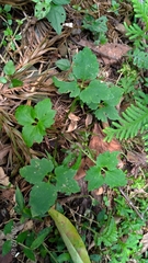 Ranunculus silerifolius