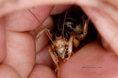 Ammopelmatus pictus