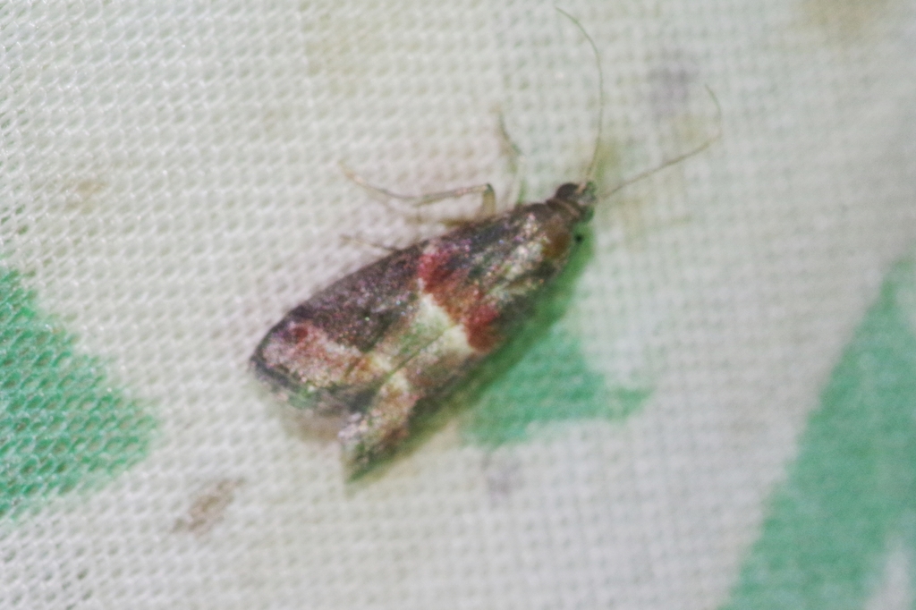 Acrobasis rufilimbalis