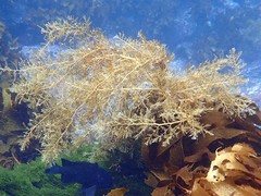 Carpophyllum plumosum