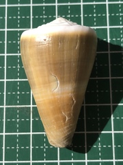 Conus lividus