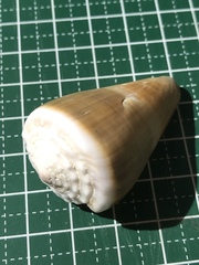 Conus lividus