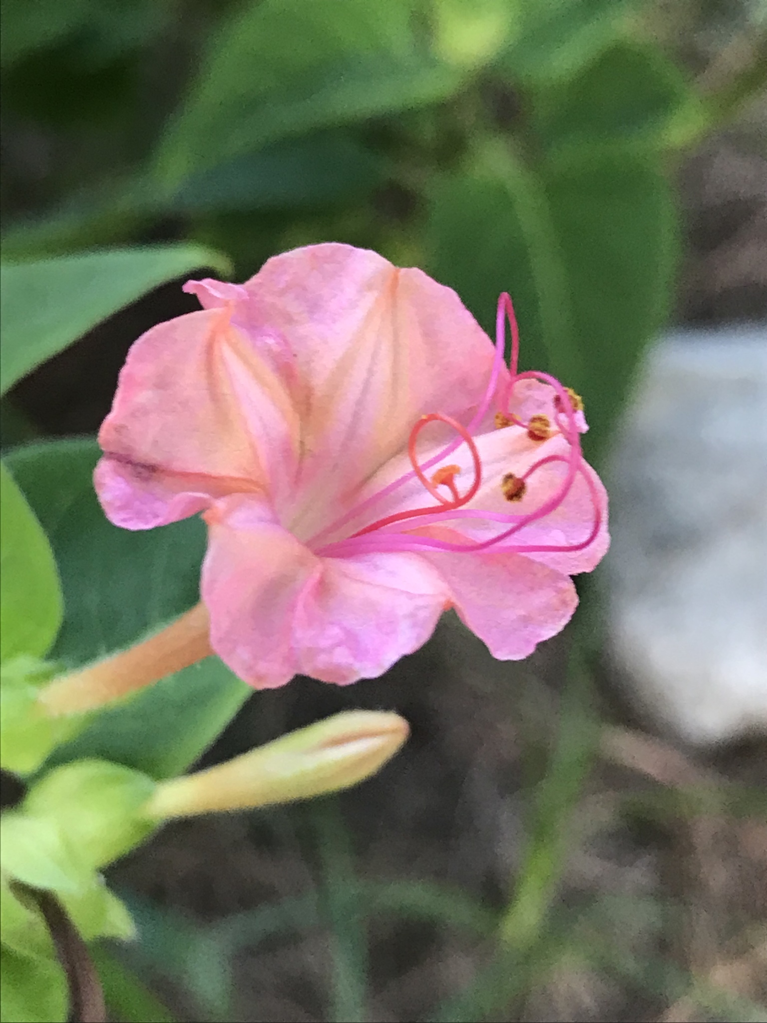 Maravilla (Mirabilis jalapa) · NaturaLista Colombia