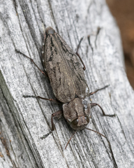 Chrysobothris dentipes