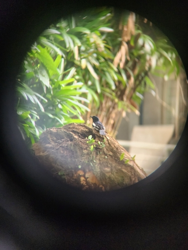Philippine Magpie-Robin (Copsychus mindanensis)