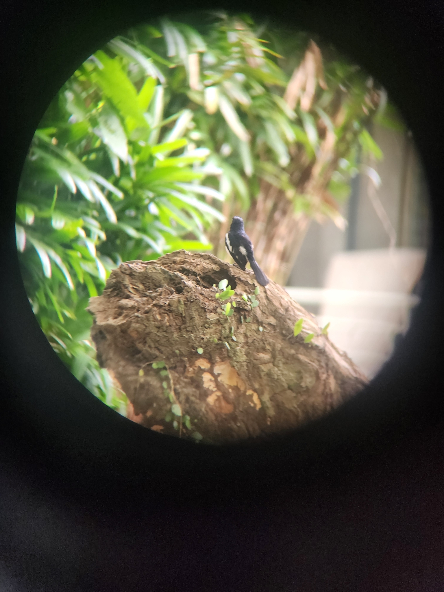 Philippine Magpie-Robin (Copsychus mindanensis), photo 2
