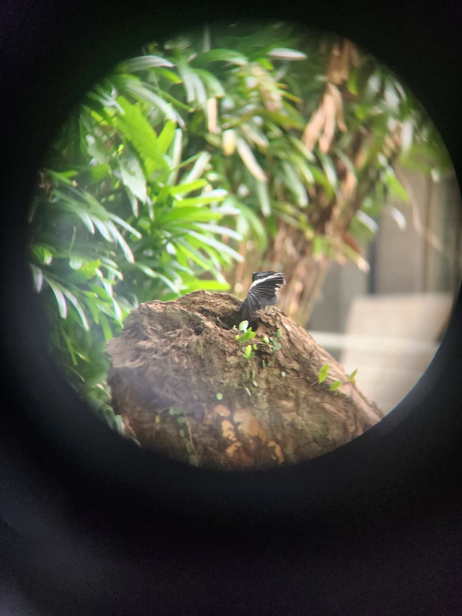 Philippine Magpie-Robin (Copsychus mindanensis), photo 4
