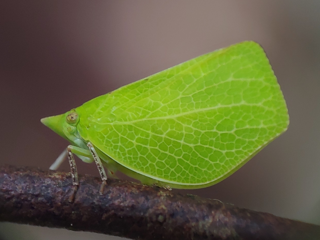 Chlorochara vivida