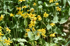 Shirley Morrison, CC0, iNaturalist via GBIF Arnica latifolia, photograph Shirley Morrison, CC0, iNaturalist via GBIF