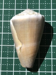 Conus lividus