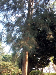 Casuarina equisetifolia