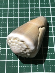 Conus lividus