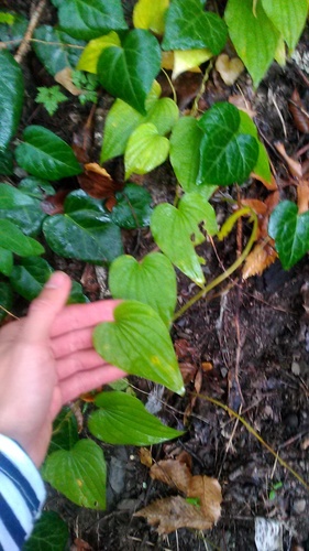 Dioscorea caucasica, photograph 3