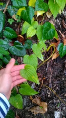 Dioscorea caucasica