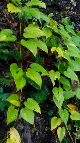 Dioscorea caucasica, photograph 4