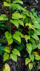 Dioscorea caucasica