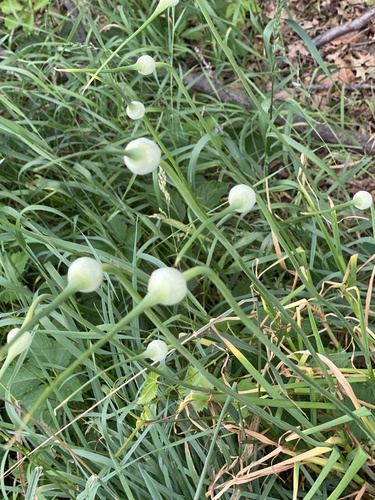 Allium sativum