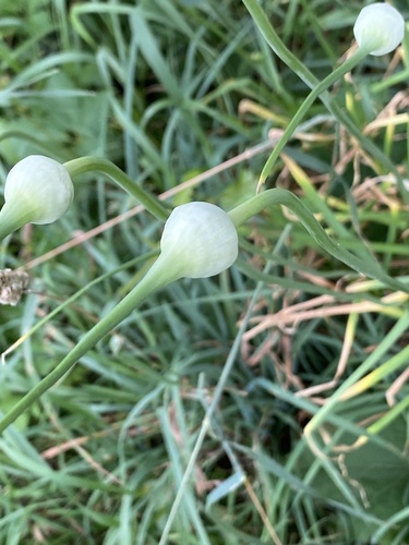Allium sativum