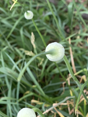 Allium sativum