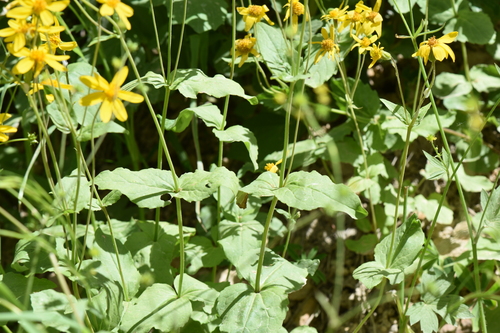 Arnica latifolia, photograph 3