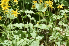 Shirley Morrison, CC0, iNaturalist via GBIF Arnica latifolia, photograph Shirley Morrison, CC0, iNaturalist via GBIF