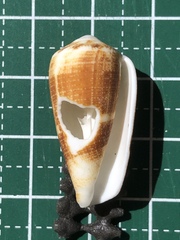 Conus omaria