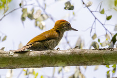 Yellow-Eared Woodpecker photo 3