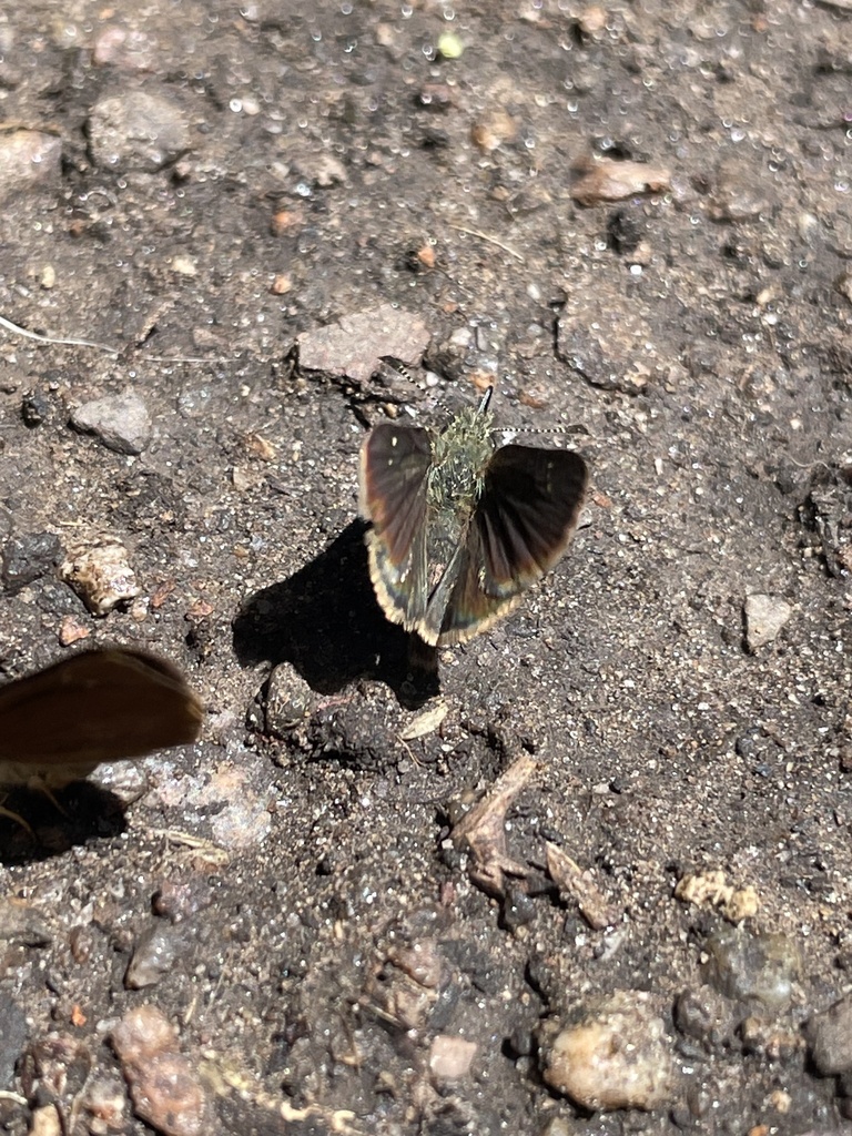 Russet Skipperling