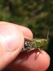 Gomphocerus sibiricus sibiricus