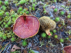 Suillus paluster