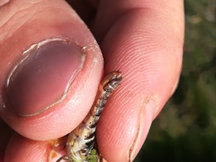 Gomphocerus sibiricus sibiricus