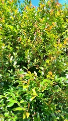 Syzygium formosanum
