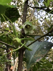 Codonopsis javanica japonica