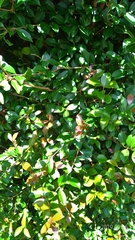 Syzygium formosanum