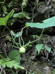 Codonopsis javanica japonica