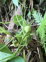 Codonopsis javanica japonica