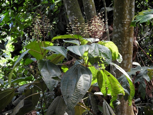 Allomorphia bullata, 2025-07-05